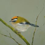 Matthieu van Riel - Vuurgoudhaan