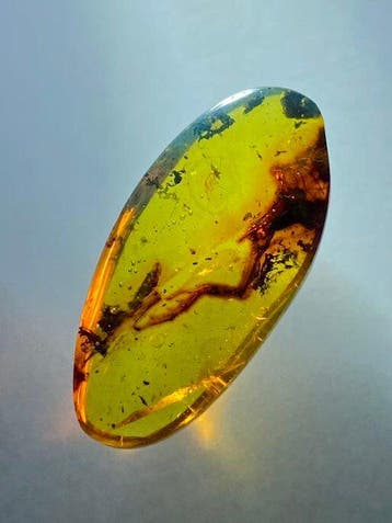 Amber - Barnsteen - Lizard feet in amber - 27.8 mm - 13.5 mm