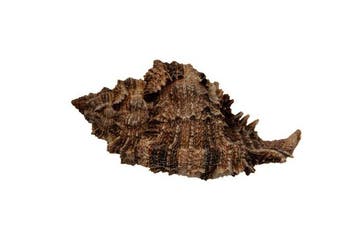 Phyllonotus pomum (100 mm) - Taille record mondial -