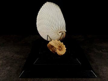 Zeldzaam paar papieren schelpen uit de collectie. Taxidermie, Nieuw