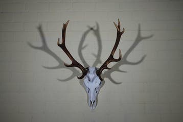 Large Red Stag Trophy Schedel - Cervus elaphus - 47 cm - 78, Nieuw