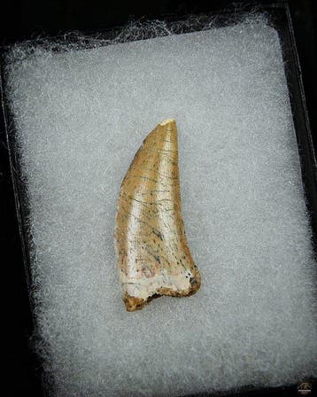 Dinosaurus - Fossiele tand - Abelisaurio