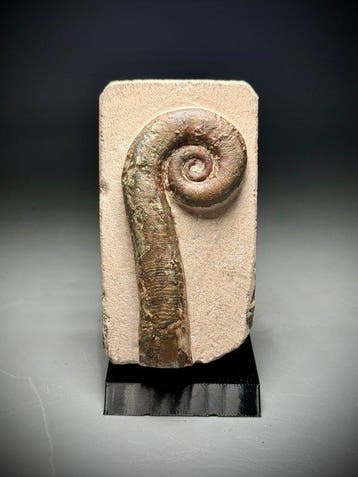 Prachtig cephalopodenfossiel - Gefossiliseerde schelp -