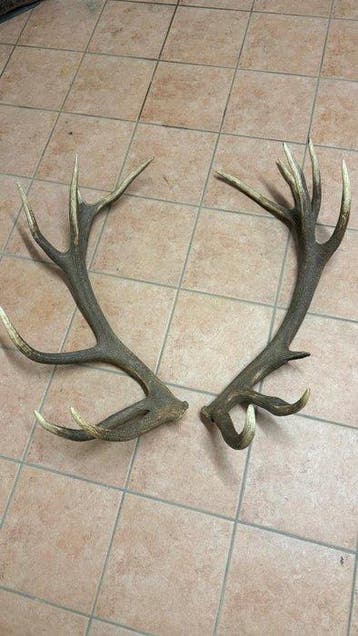 Hert Hoorns - Cervo - 100 cm - 50 cm - 50 cm - (2)