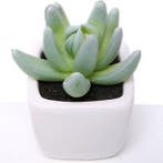 Succulent LichtGroen in Wit Potje 7 cm per stuk, Nieuw