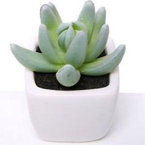 Succulent LichtGroen in Wit Potje 7 cm per stuk