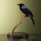 Irena Taxidermie Opgezette Dieren By Max, Ophalen of Verzenden, Opgezet dier