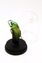 kever Taxidermie volledige montage - Eudicella aurata - 6 cm