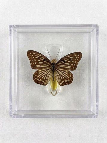 Vlinder Taxidermie volledige montage - Euripus nycteliusth -