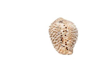 Escargot de collection rare - Escargot Kauri $$$ GEM $$$