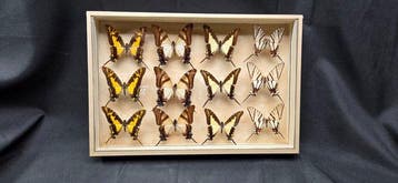 Wolrd Butterflies - ex French Mr Amédro Collection - Diorama