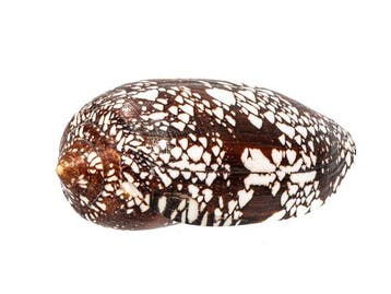 Hammer Musterung - patroon  Kwaliteit GEM  MONSTER Grootte, Nieuw