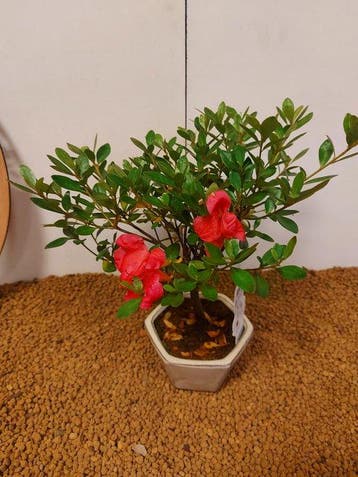 Bonsaï Azalée (Rhododendron) - Hauteur (arbre) : 24 cm -