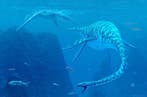 Aleta Remo Plesiosaurio - Fossiel skelet - Zarafasaura