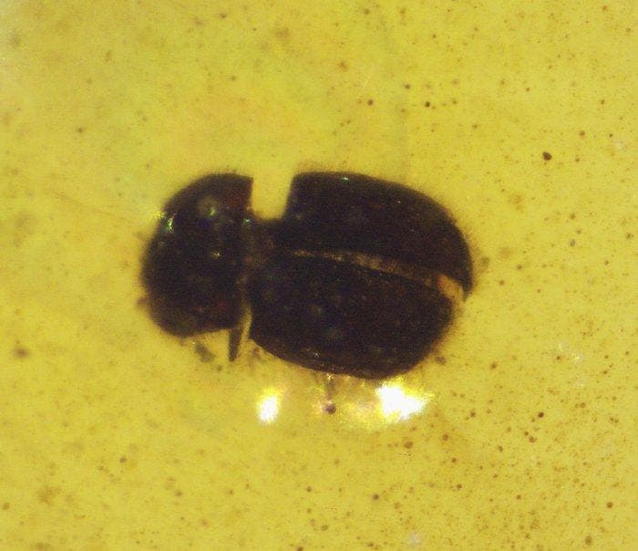 Birmese barnsteen - Barnsteen - Burmese Amber with, Collections, Minéraux & Fossiles