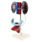 Anatomisch model vrouwelijk urogenitaal systeem ST-ATM 99, Verzenden