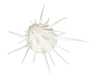 Rareté pour la vitrine : Spondylus imperialis 70 mm – Double