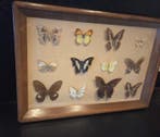 Vlinder Taxidermie volledige montage - Lepidoptera - 32 cm -, Verzamelen, Nieuw