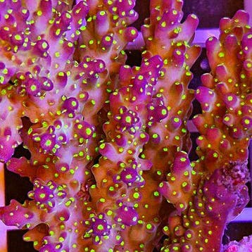 Acropora Tricolor Frag (Ong. 2-3 cm)
