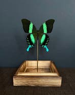 Vlinder Taxidermie volledige montage - Blumei - 24 cm - 14, Verzamelen, Dierenverzamelingen, Nieuw