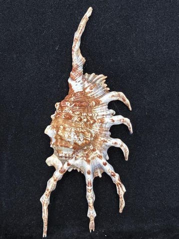Zeeslak Zeeschelp - S-641 LAMBIS SCORPIUS (Zonder