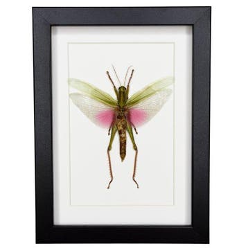 Insekt Taxidermie volledige montage - Chondacris rosea - 15