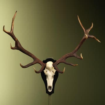 Edelhert Gewei Taxidermie Opgezette Dieren By Max, Ophalen of Verzenden, Nieuw, Wild dier, Opgezet dier