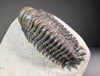 Trilobiet - Gefossiliseerd dier - Crotalocephalus gibbus -, Verzamelen, Mineralen en Fossielen