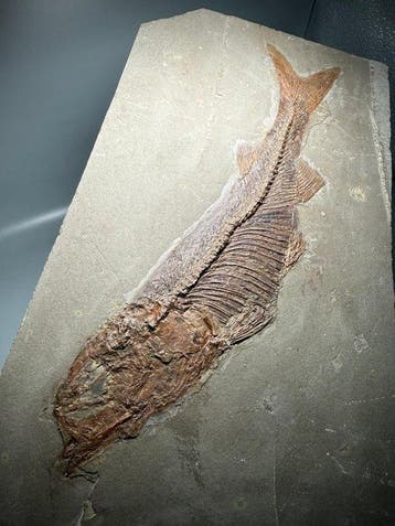 Zeldzame complete vis uit het Krijt – Museumkwaliteit 27 cm