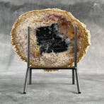 Belle tranche de racine de palmier pétrifiée sur un socle