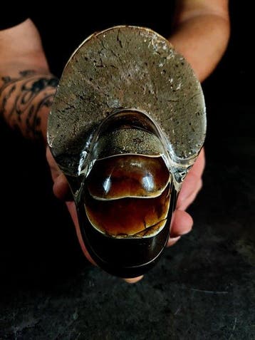 Nautiloidea - Gefossiliseerd dier - cymatoceras - 12 cm -, Nieuw