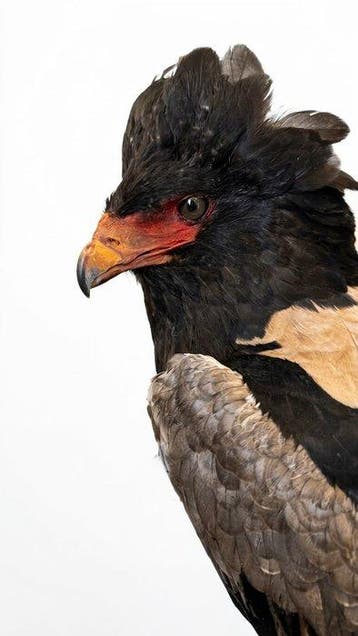 Aigle Support de corps entier pour taxidermie - Terathopius, Nieuw