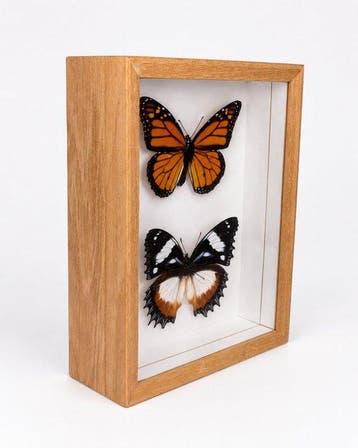 Papillon Support mural pour taxidermie - Danaus plexippus En
