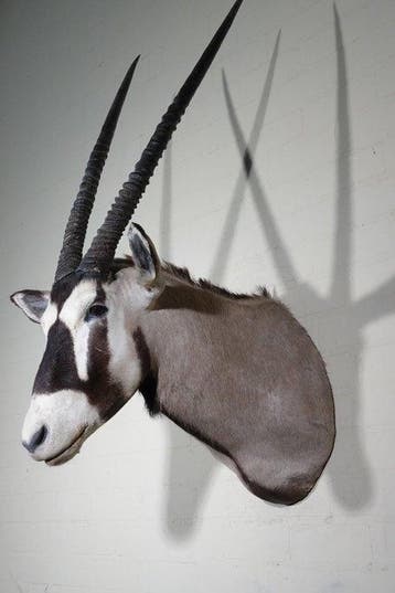 Large Gemsbok Schedel - Oryx gazella - 74 cm - 125 cm - 47, Collections, Collections Animaux