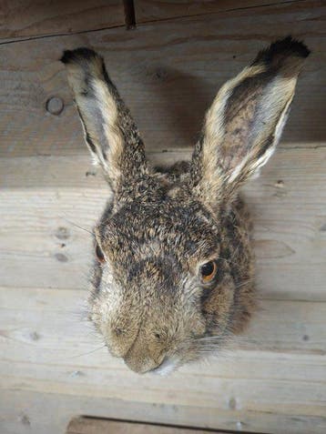 opgezette haas Taxidermie volledige montage - lepus, Verzamelen, Nieuw