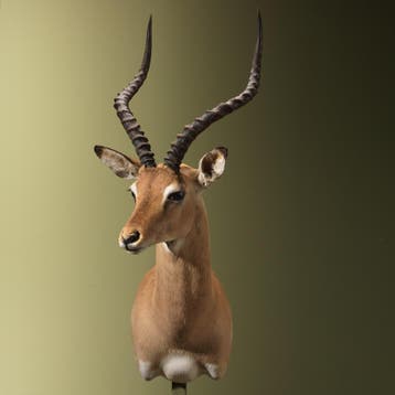 Impala Taxidermie Opgezette Dieren By Max, Ophalen of Verzenden, Opgezet dier