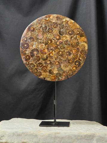 Ammoniet - Gefossiliseerd dier - Aioloceras (Cleoniceras)