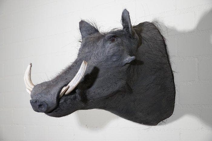 Large African Warthog Schedel - Phacochoerus africanus - 60, Verzamelen, Dierenverzamelingen