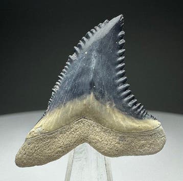 Hemipristis serra - Fossiele tand - 3.2 cm - 2.6 cm, Verzamelen