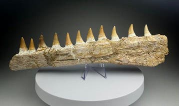 Mosasaurus - Gefossiliseerde kaak - 28 cm - 8.5 cm