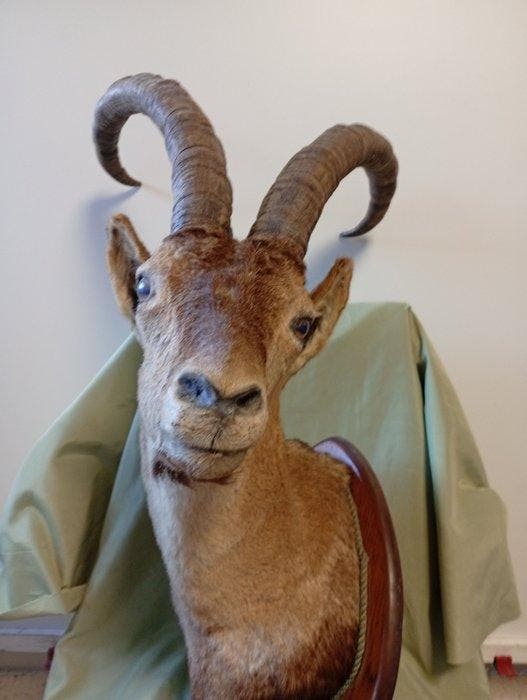 Chèvre sauvage Support de tête pour taxidermie - Capra, Verzamelen, Dierenverzamelingen