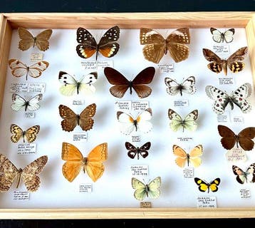 Historische wereldcollect 23 exotische Vlinders 1967-2004