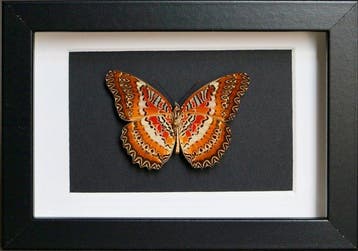 Papillon Support de corps entier pour taxidermie - Cethosia