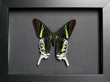 Vlinder Taxidermie volledige montage - Urania leilus - 18 cm, Verzamelen, Nieuw