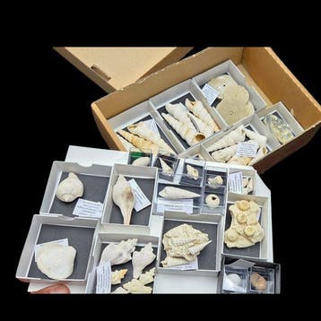 Zeer grote collectie fossiele schelpen en zee-egels,