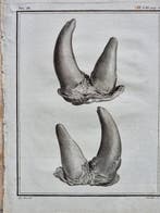 Georges-Louis Leclerc, conte di Buffon (1707–1788) - Lot of