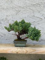 Jeneverbes bonsai (Juniperus) - Hoogte (boom): 16 cm -