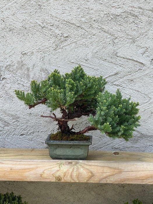 Jeneverbes bonsai (Juniperus) - Hoogte (boom): 16 cm -, Antiek en Kunst, Curiosa en Brocante