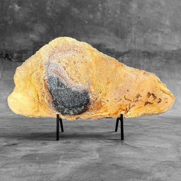 C - Prachtige grote plak versteend hout op een op maat