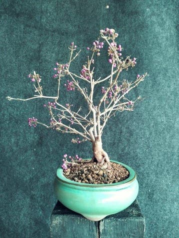 bonsai Callicarpa japonica - Hoogte (boom): 29 cm - Diepte
